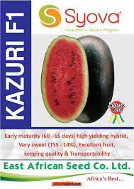 Kazuri F1 – Watermelon, high yielding early maturing hybrid
